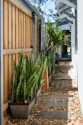Snake plants adorning a pathway - Australian Stock Image