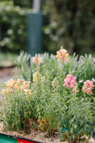 Snapdragon pink and orange flowers in the garden in springtime. - Australian Stock Image