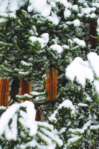 Snow covered forest - Australian Stock Image