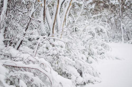 Snow covered forest - Australian Stock Image