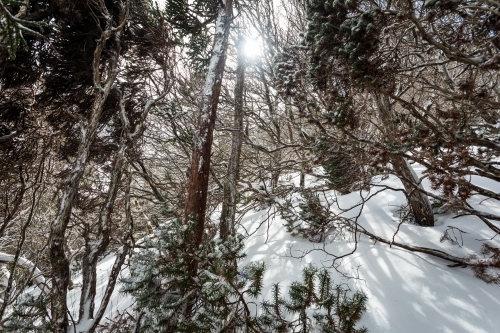 Snow covered forest - Australian Stock Image