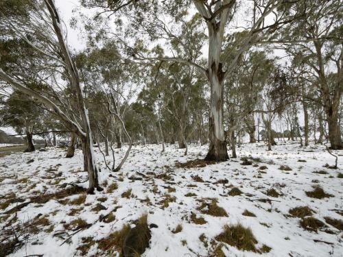 Snow covered ground under gum trees