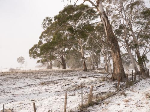 Snow covered ground under gumtrees