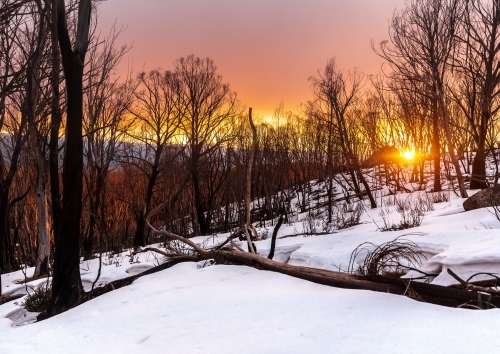 Snow covered ground with bare trees during sunrise. - Australian Stock Image