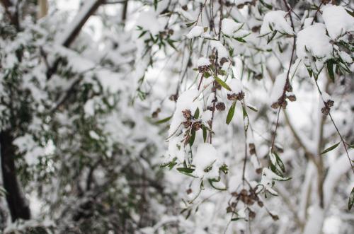 Snow covered gumleaves - Australian Stock Image