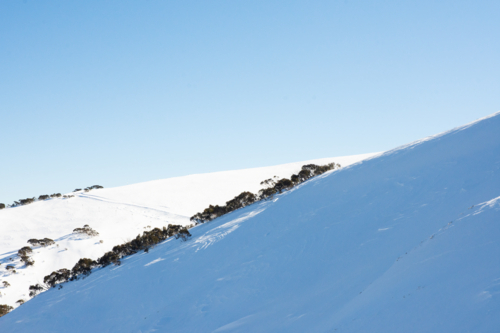 Snow covered hills with line of snow gums - Australian Stock Image