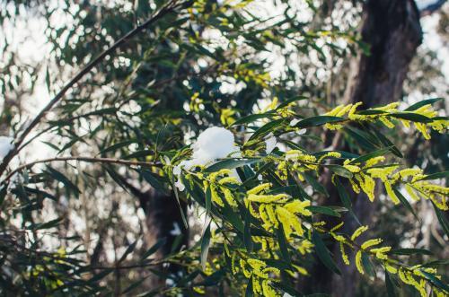 Snow covered wattle flowers - Australian Stock Image