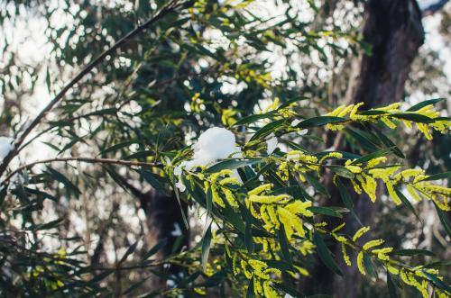 Snow covered wattle flowers