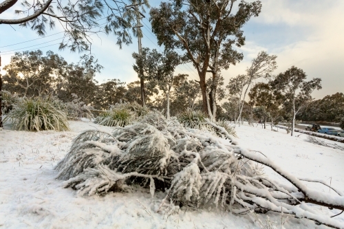 Snow covering a fallen tree in Leura, Blue Mountains Australia.  Snow and ice closed major roads - Australian Stock Image
