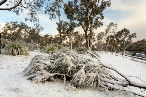 Snow covering a fallen tree in Leura, Blue Mountains Australia.  Snow and ice closed major roads