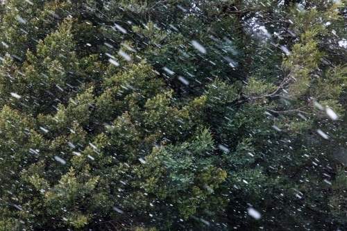 Snow falling in forest - Australian Stock Image