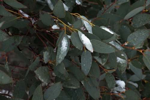Snow flakes on gum leaves - Australian Stock Image