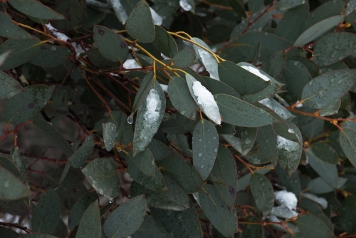 Snow flakes on gum leaves