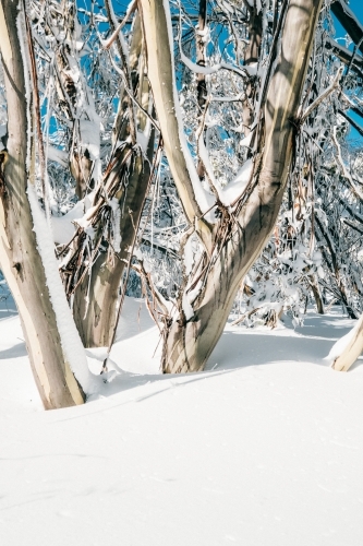 Snow gums. - Australian Stock Image