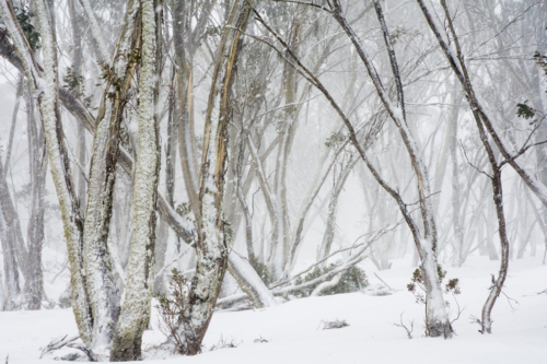 Snow gums in the snow - Australian Stock Image