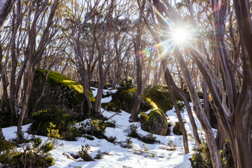 Snow landscape amongst surrounding snow gum trees on a warm clear winter's day at Mt St Phillack - Australian Stock Image