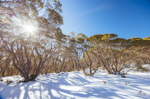 Snow landscape amongst surrounding snow gum trees on a warm clear winter's day at Mt St Phillack - Australian Stock Image