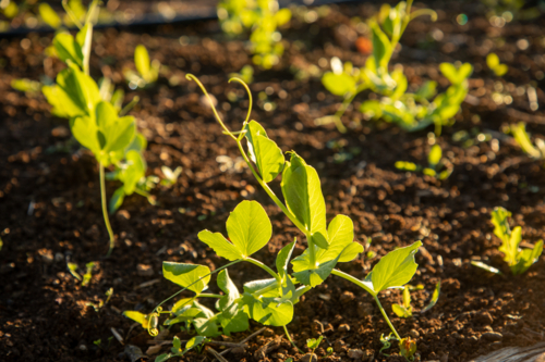 Snow pea plants growing - Australian Stock Image