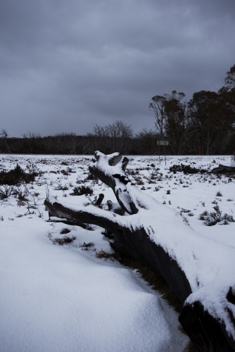 Snow settled on fallen tree - Australian Stock Image