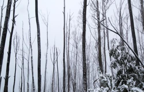 Snow trees - Australian Stock Image
