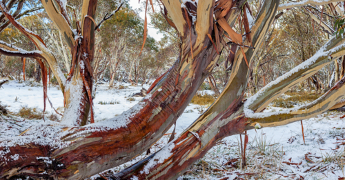 Snowgum trees in the highlands of Victoria - Australian Stock Image