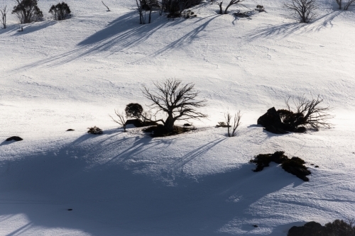 Snowy hilldside with trees - Australian Stock Image