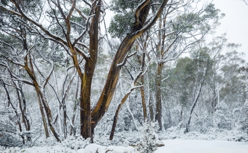 snowy landscape with gum trees - Australian Stock Image