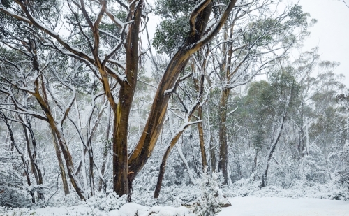 snowy landscape with gum trees