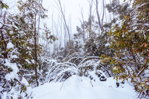 Snowy mountain landscape on a cold winter's day at Lake Mountain - Australian Stock Image