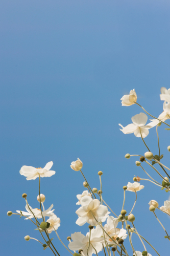 Soft close‑up of white windflowers in bloom against the clear blue sky - Australian Stock Image