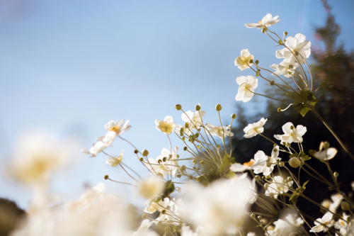 Soft close‑up of white windflowers in bloom against the clear blue sky - Australian Stock Image
