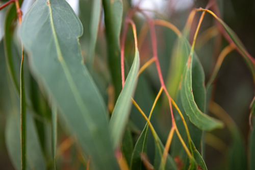 Soft colours on eucalyptus tree - Australian Stock Image