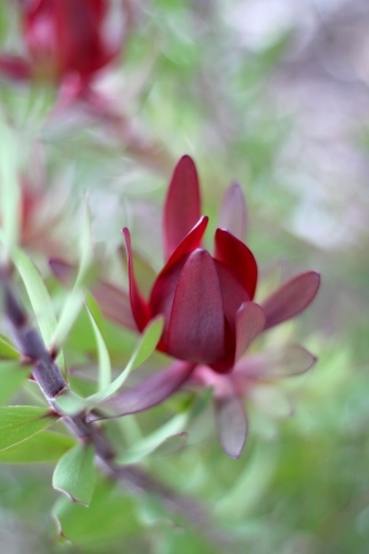 soft detail of leucadendron shrub - Australian Stock Image