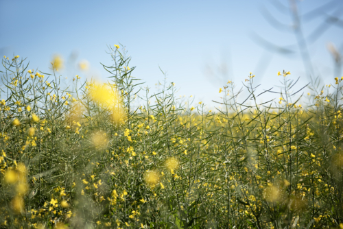 soft-focus canola crop field in early bloom - Australian Stock Image