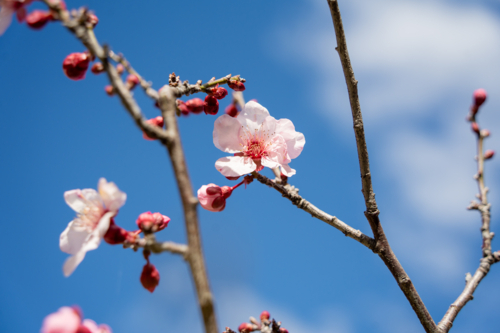 Soft focus pink spring flowers blooming on branch in Perth, Western Australia - Australian Stock Image