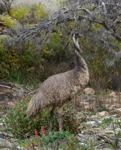 Solitary emu walking through bushland - Australian Stock Image