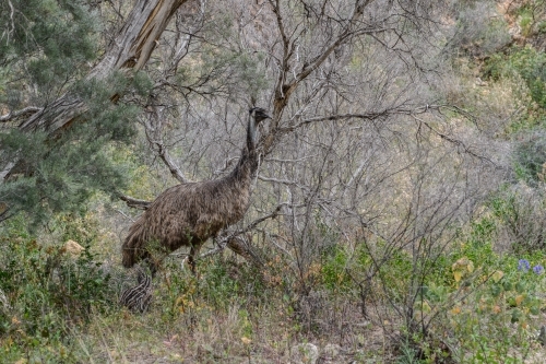 Solitary emu walking through bushland