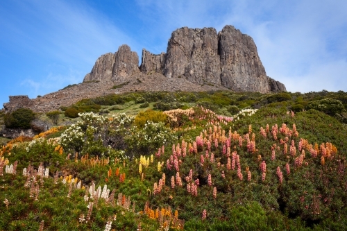 Solomons Throne and flowering Scoparia - Walls of Jerusalem Nat. Park - Tasmania - Australian Stock Image
