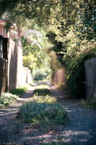 some plants growing along a driveway in the country - Australian Stock Image