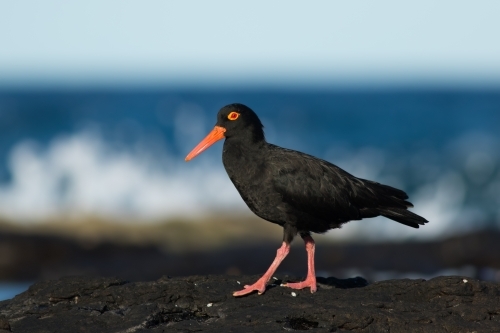 Sooty Oystercatcher standing on a rock by the ocean