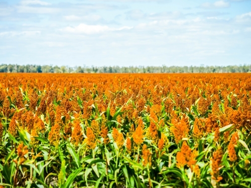 Sorghum crop in a paddock - Australian Stock Image