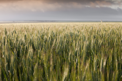 South Australian Rural Landscape - Australian Stock Image