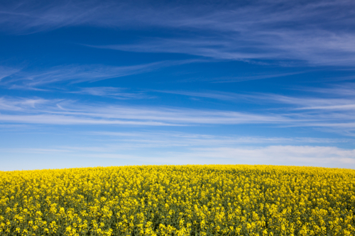 South Australian Rural Landscape of canola paddock - Australian Stock Image