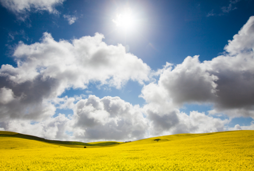 South Australian Rural Landscape of canola paddock - Australian Stock Image