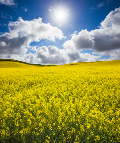 South Australian Rural Landscape of canola paddock - Australian Stock Image