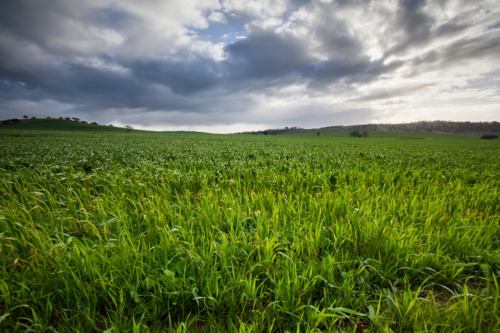 South Australian Rural Landscape of lush green paddock - Australian Stock Image