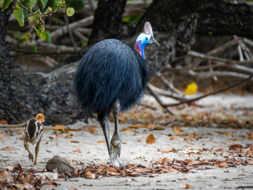 Southern Cassowary in the wild - Australian Stock Image