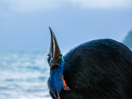 Southern Cassowary in the wild - Australian Stock Image