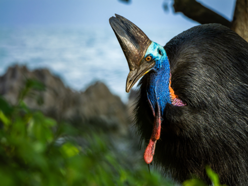 Southern Cassowary in the wild - Australian Stock Image