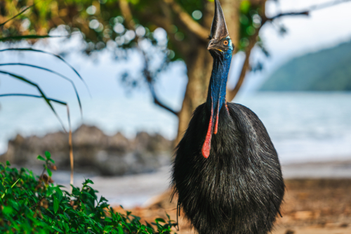 Southern Cassowary in the wild - Australian Stock Image
